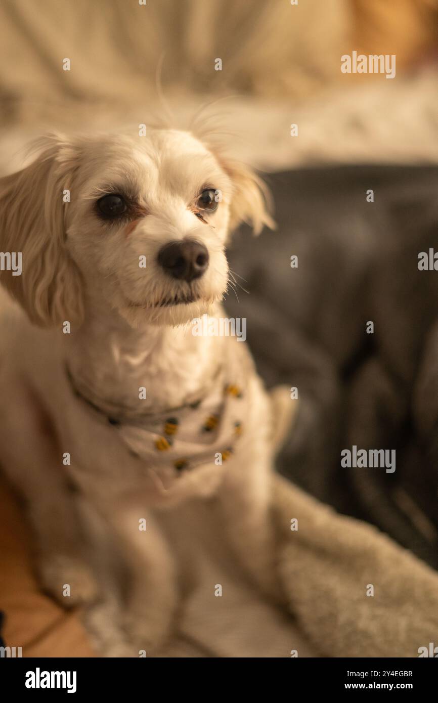 Doggy ritratto Foto Stock