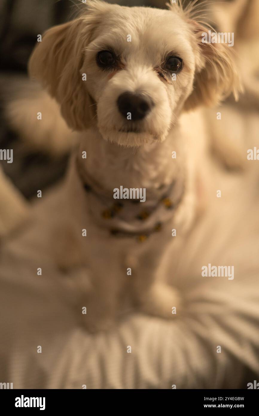 Doggy ritratto Foto Stock