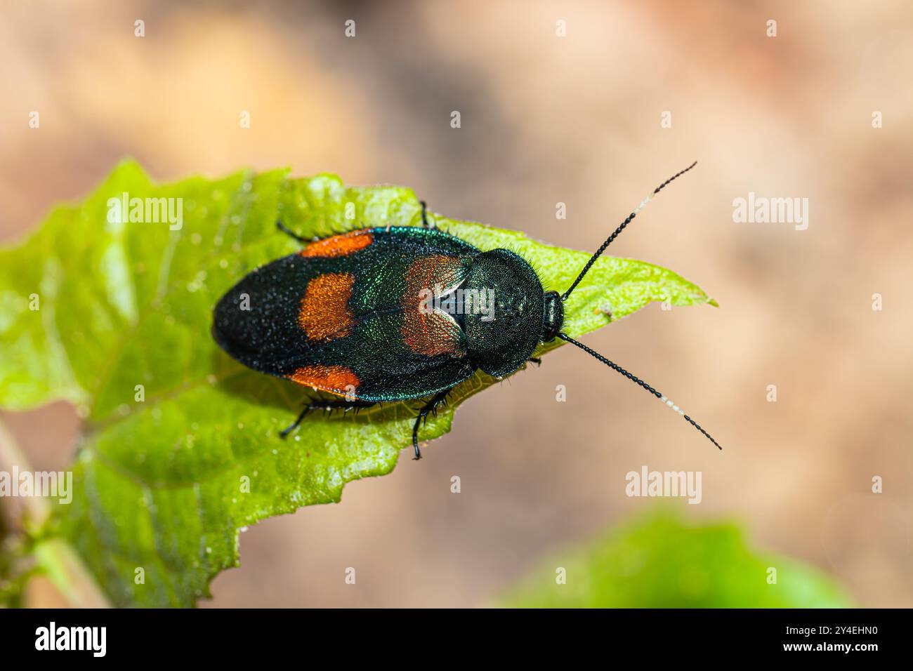 Nuova specie (2021), scarafaggio di fiori selvatici (Eucorydia asahinai) dalla Thailandia, Sud-est asiatico. Raro e bellissimo scarafaggio blu verdastro metallico. Foto Stock