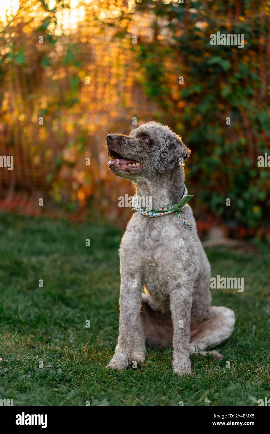 Vista di un cane riccio grigio seduto in un colletto multicolore. Foto Stock