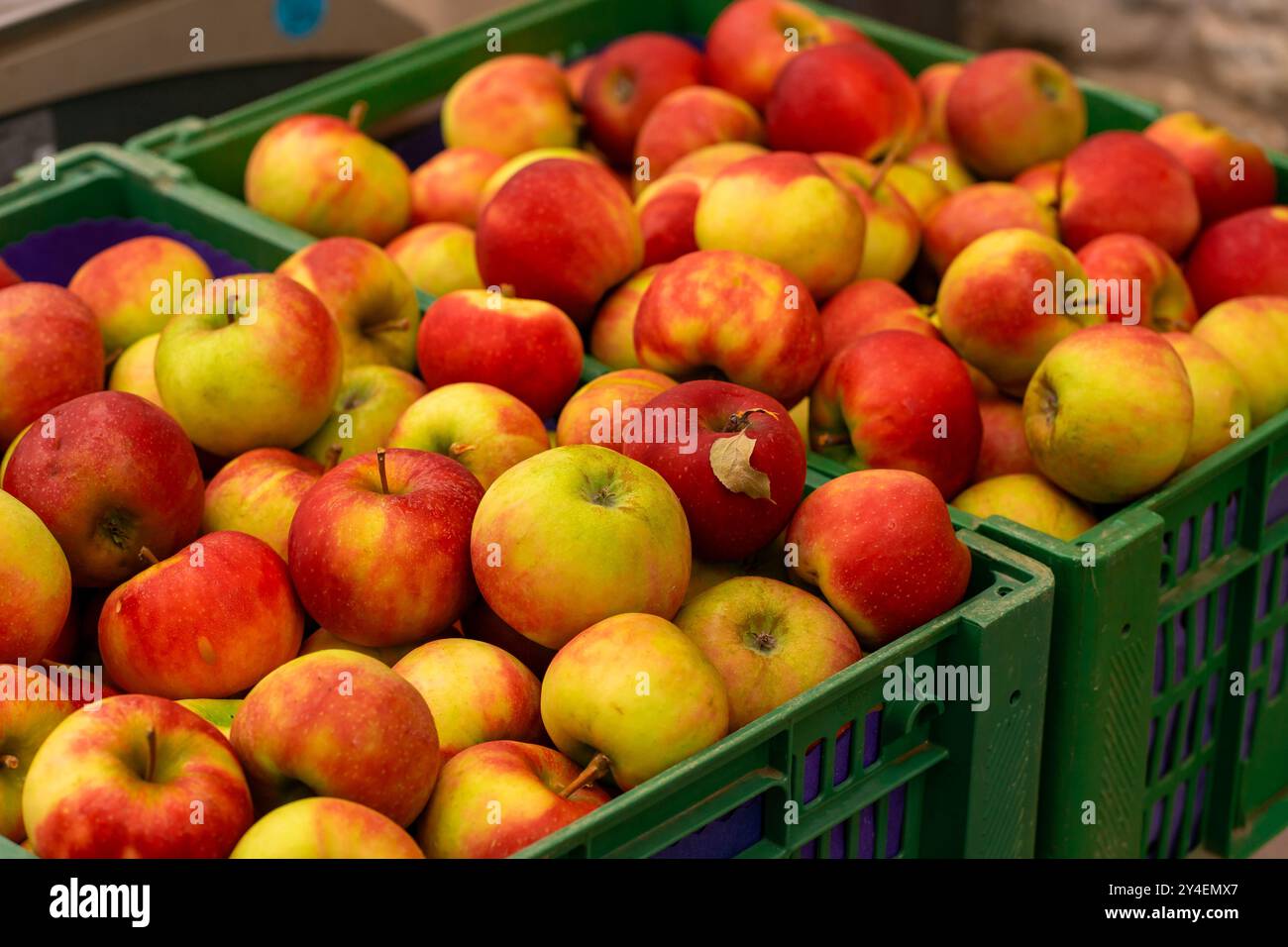 Vista di due scatole con mele rosse e gialle mature al mercato. Foto Stock