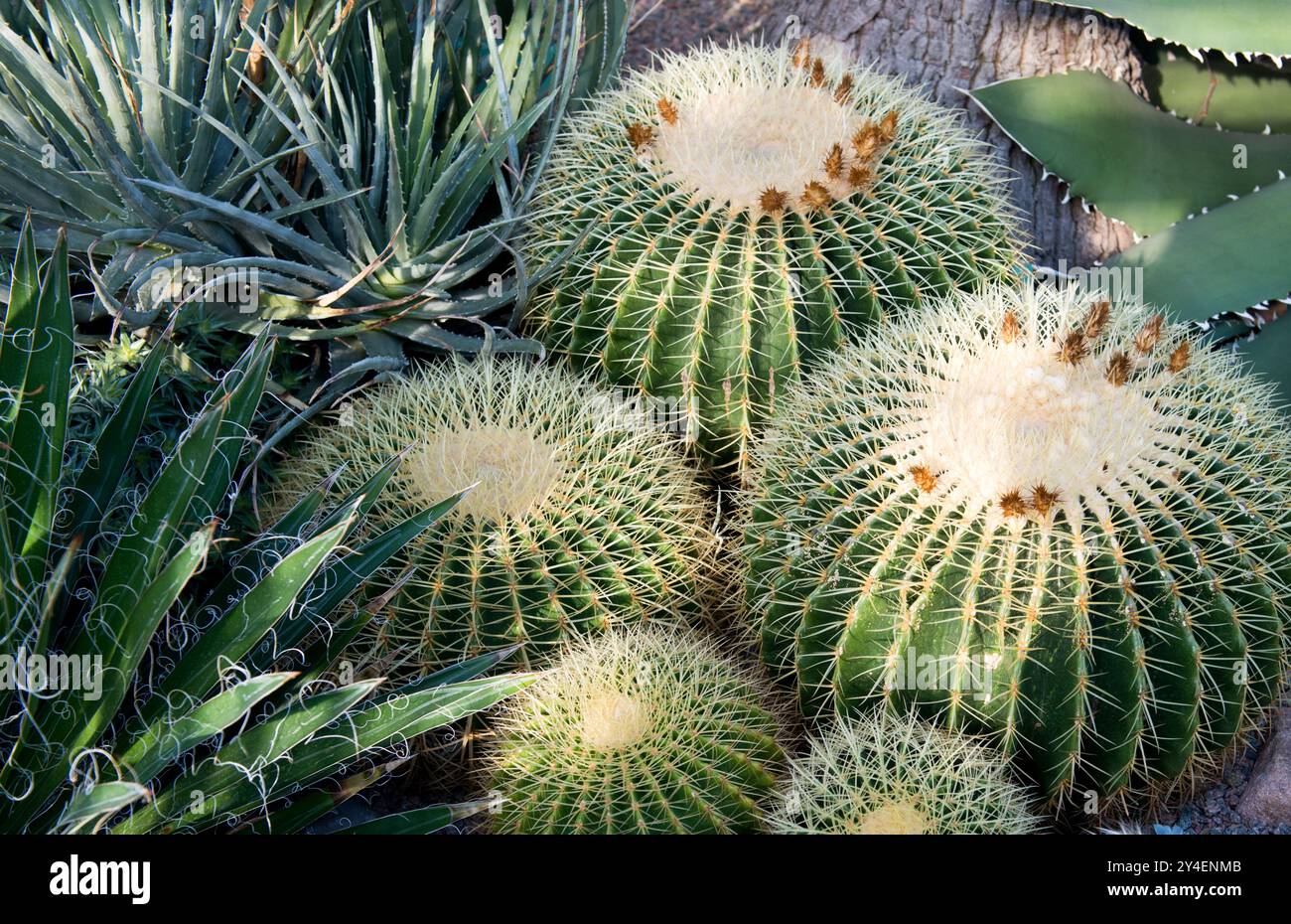 Cactus Cacti, canna d'oro Foto Stock