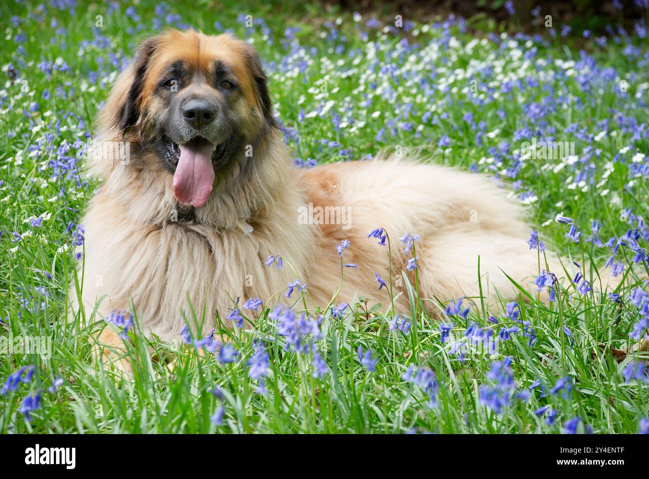 Leonberger Dog adulto a Flower Meadow Foto Stock