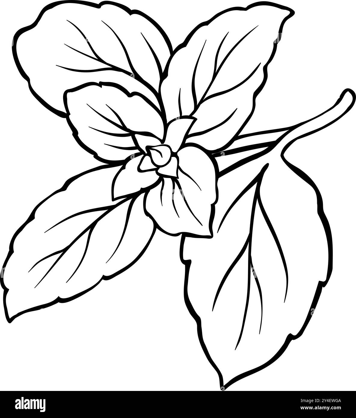 Illustrazione del ramo Basil con profilo delle lamelle Illustrazione Vettoriale