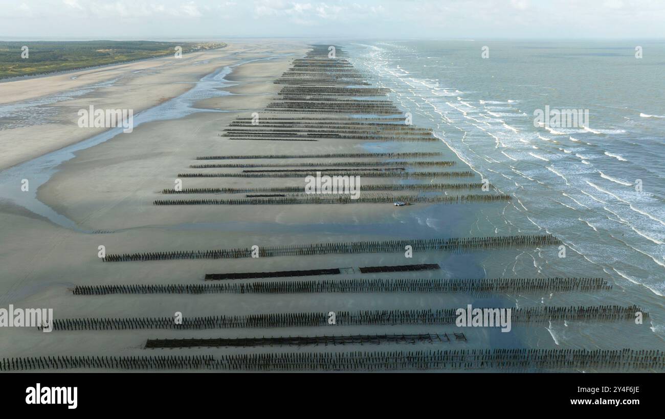 Berck-sur-Mer (Francia settentrionale): Allevamento di cozze lungo la zona costiera "cote d'Opale". Vista aerea delle cozze d'allevamento scoperte dalle maree Foto Stock