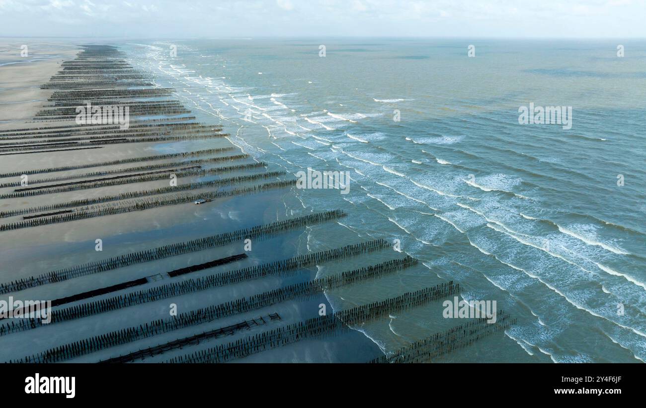 Berck-sur-Mer (Francia settentrionale): Allevamento di cozze lungo la zona costiera "cote d'Opale". Vista aerea delle cozze d'allevamento scoperte dalle maree Foto Stock