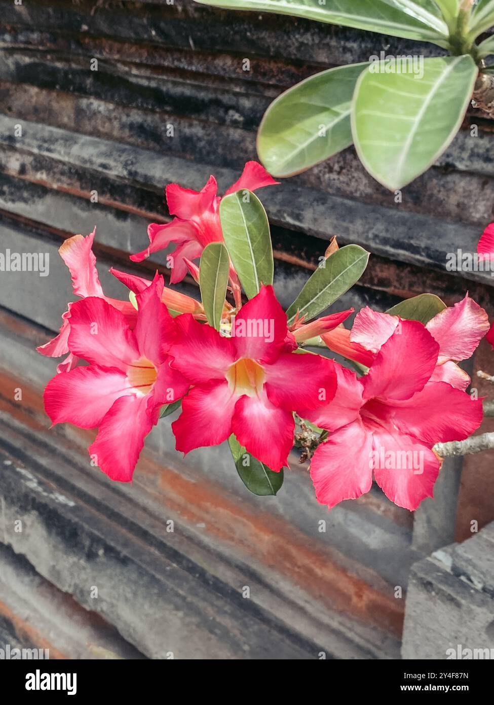 L'Adenium obesum è una specie di pianta in fiore della famiglia dei dogbane, Apocynacea. Foto Stock