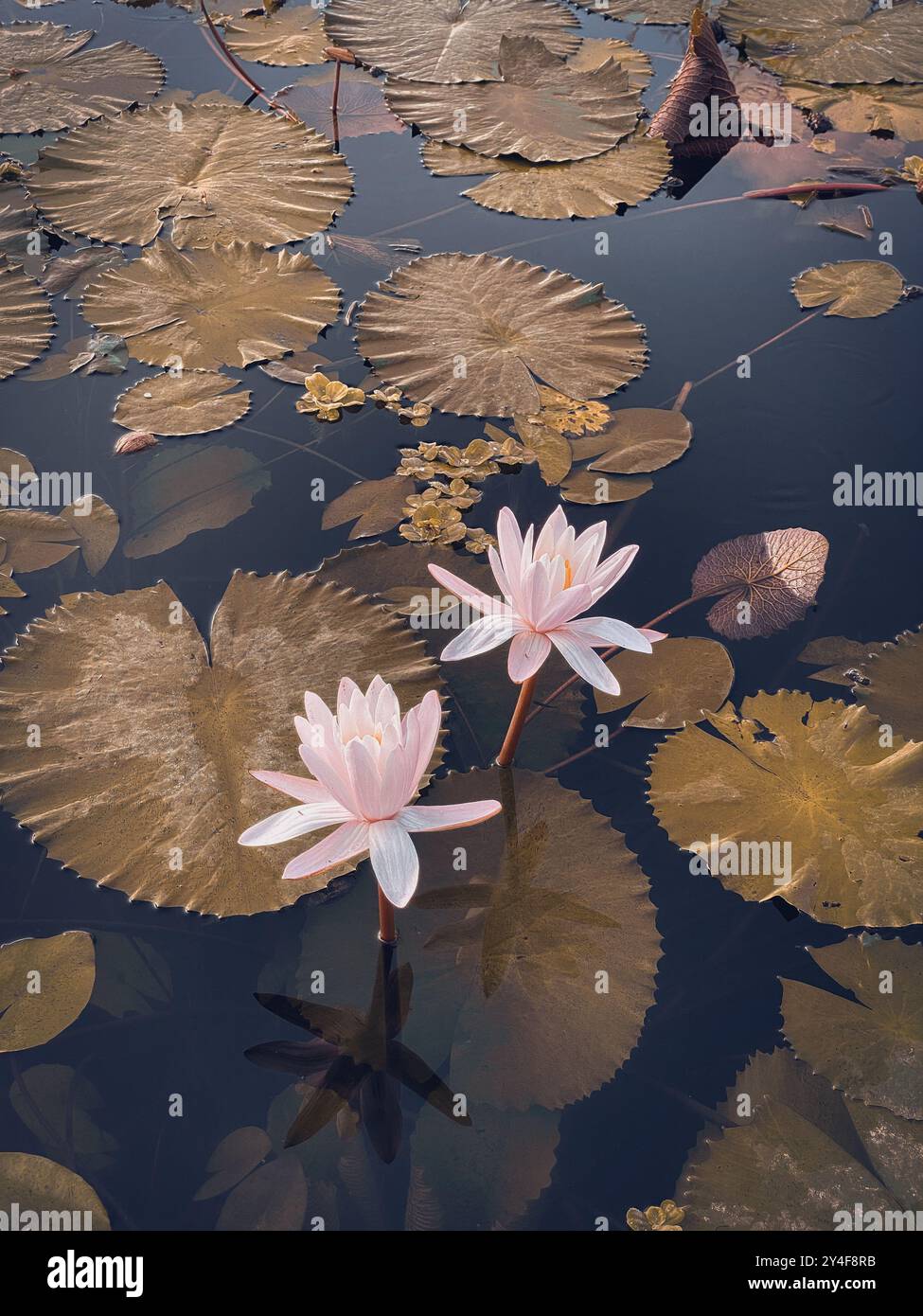 Piante di fiori di loto rosa nel primo piano dello stagno Foto Stock