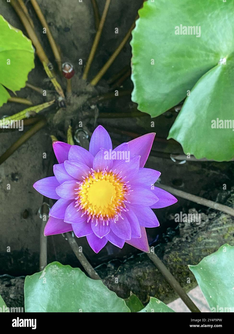 Piante di fiori di loto rosa nel primo piano dello stagno Foto Stock