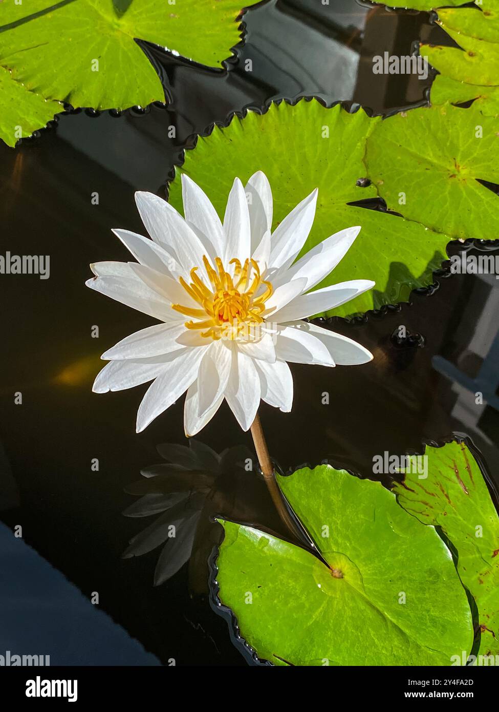 Piante di fiori di loto bianco nel primo piano dello stagno Foto Stock