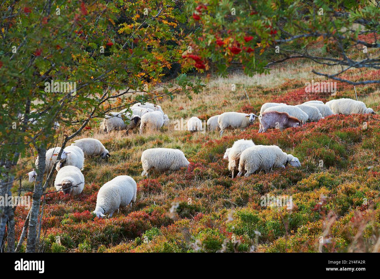 La Bresse (Francia nord-orientale): Allevamento di ovini alle pendici dell'Hohneck, gregge di ovini **** didascalia locale *** Foto Stock