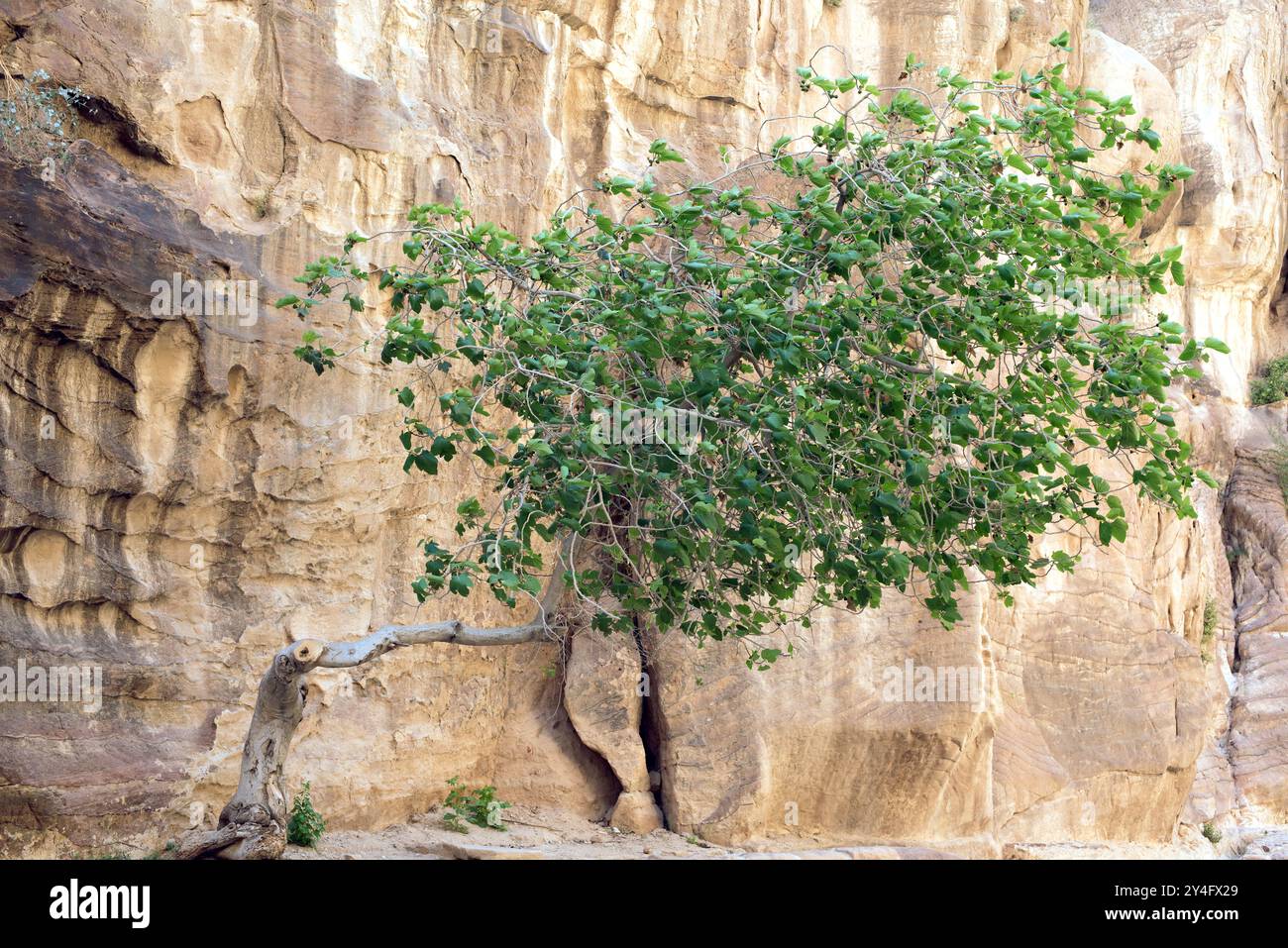 Ficus palmata è un albero deciduo originario dell'Africa e dell'Asia occidentale. Questa foto è stata scattata a Petra, in Giordania. Foto Stock