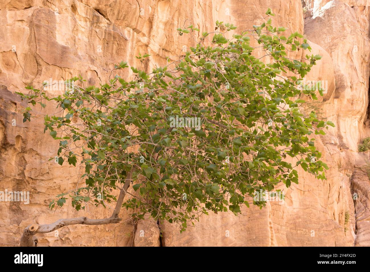 Ficus palmata è un albero deciduo originario dell'Africa e dell'Asia occidentale. Questa foto è stata scattata a Petra, in Giordania. Foto Stock