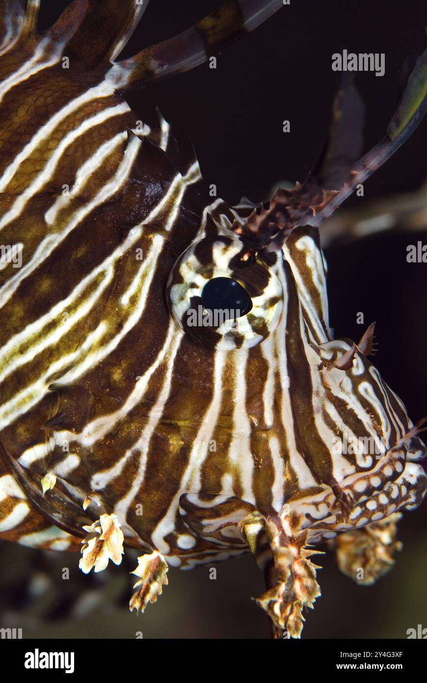 Red Lionfish - Pterois volitans - bellissimi pesci velenosi della barriera corallina delle barriere coralline indo-pacifiche e delle coste marine, in Egitto. Foto Stock