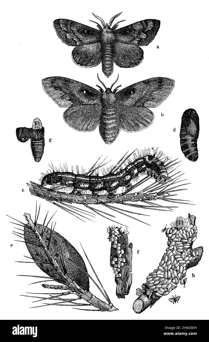 pino, a) maschio, b) femmina, c) caterpillar, d) pupa, e) bozzolo, f) uova, g) pupa aperta rotta contenente il maggot di una vespa ichneumone (Anomalon circumflexum), h) bruco morto ricoperto dalle ragnatele pupale di una treccia, Microgaster nemorum, sulla destra accanto ad essa ha fatto volare i treccidi, Dendrolimus pini, anonym (libro di zoologia, 1886), Kiefernspinner, a) Männchen, b) Weibchen, c) Raupe, d) Puppe, e) Kokon, f) Eier, g) aufgebrochene Puppe, worin sich die made einer Schlupfwespe (Anomalon circumflexum) befindet, h) tote Raupe mit den Puppengespinnsten eines Brakonieden, Microgast Foto Stock