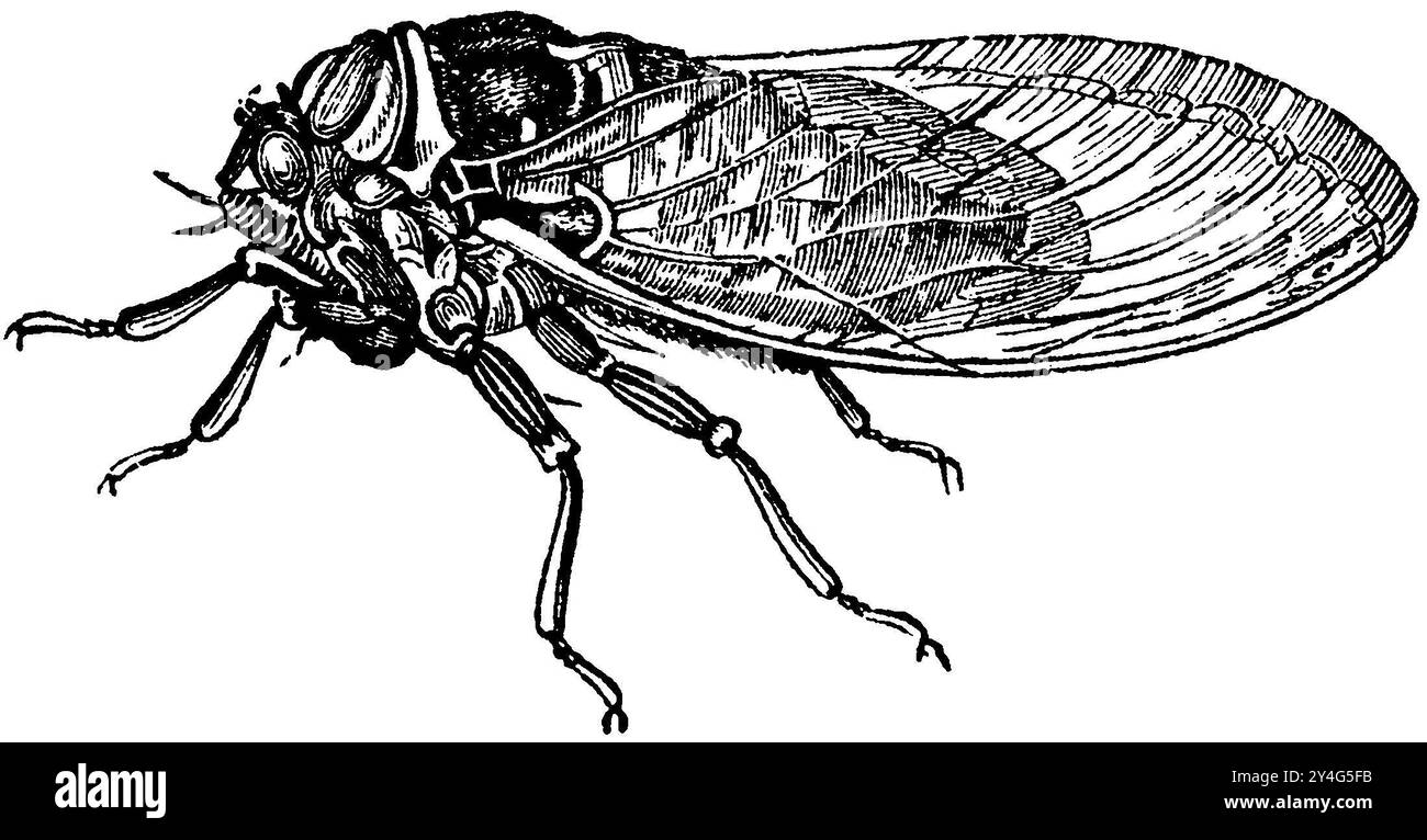 Cicada comune, Cicada orni, anonym (libro di zoologia, 1877), Mannasingzikade, Cigale de l'orne Foto Stock