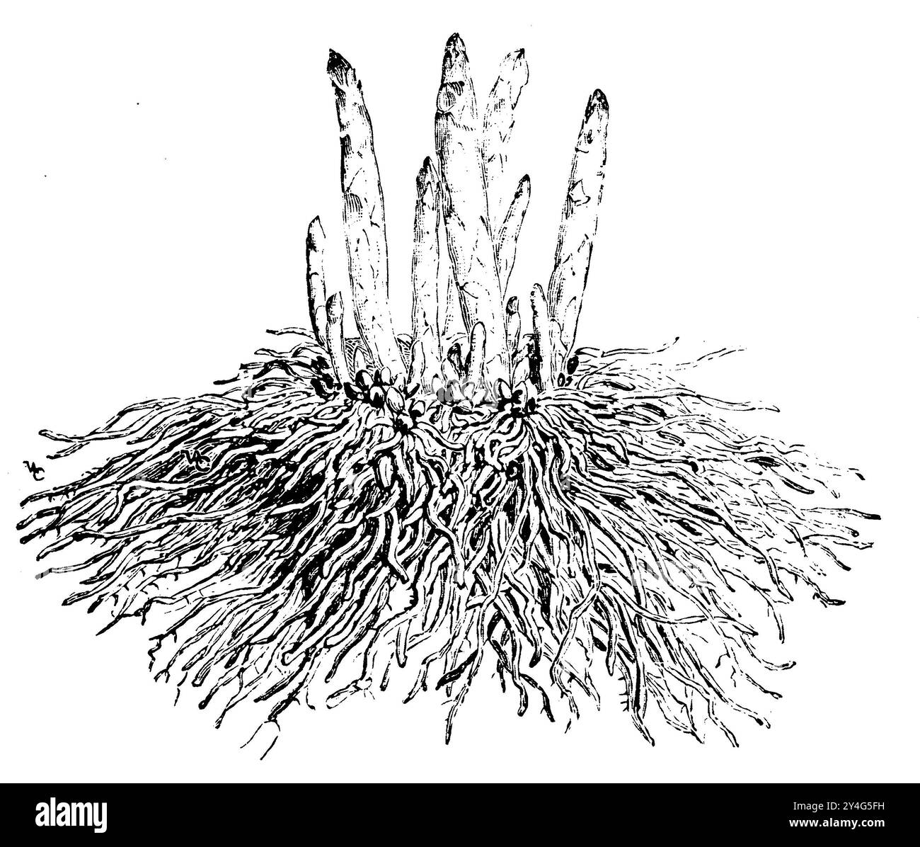 Asparagi da giardino, piante perenni, asparagi officinalis, VAC (libro da giardino, 1911), Spargel, mehrjährige Pflanze, asperge, plante pérenne Foto Stock