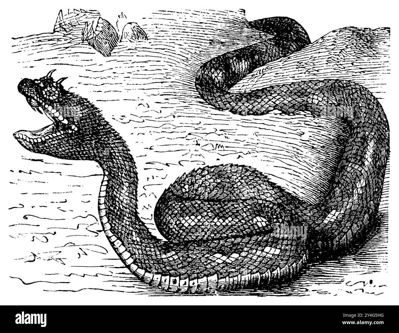 Sahara Sand Viper, Cerastes vipera (Religion history book, 1885), Avicennaviper, vipère d'Avicenne Foto Stock