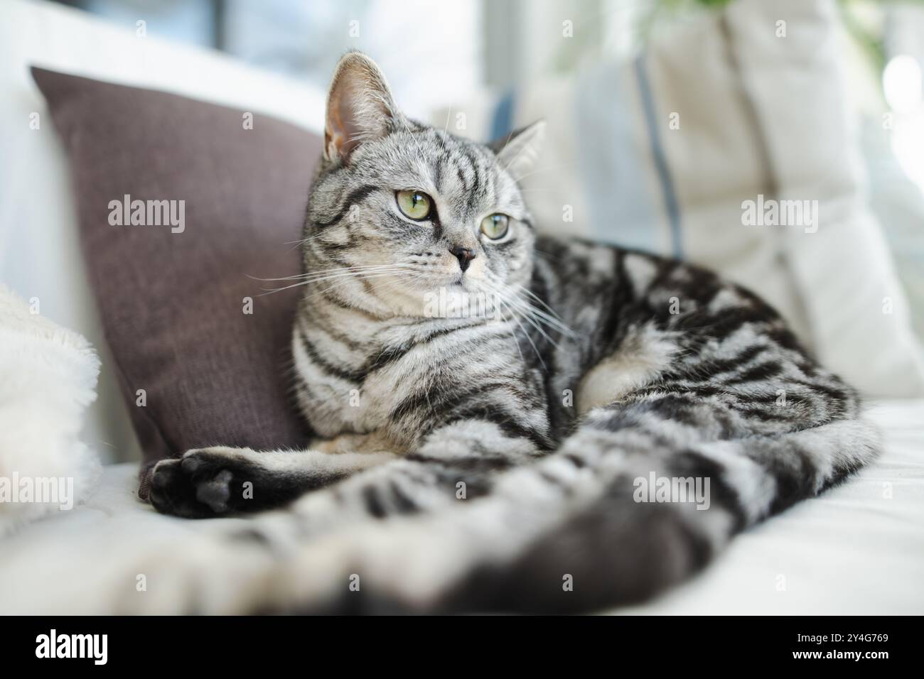 Gatto da tavolo in argento British shorthair che riposa su un divano in un soggiorno. Giovane gatto domestico che passa il tempo in casa. Foto Stock