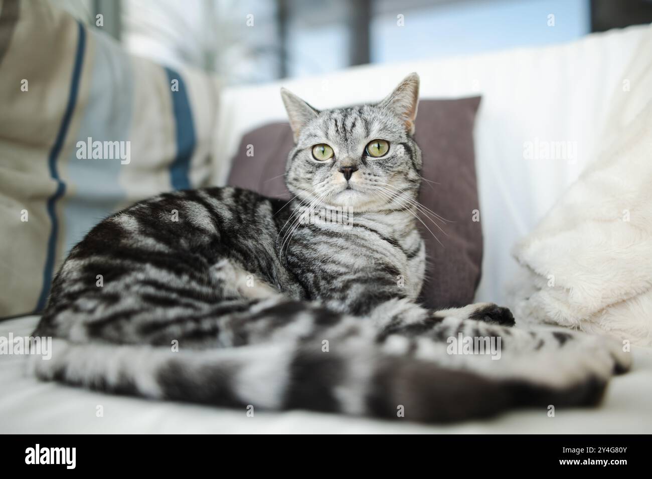 Gatto da tavolo in argento British shorthair che riposa su un divano in un soggiorno. Giovane gatto domestico che passa il tempo in casa. Foto Stock