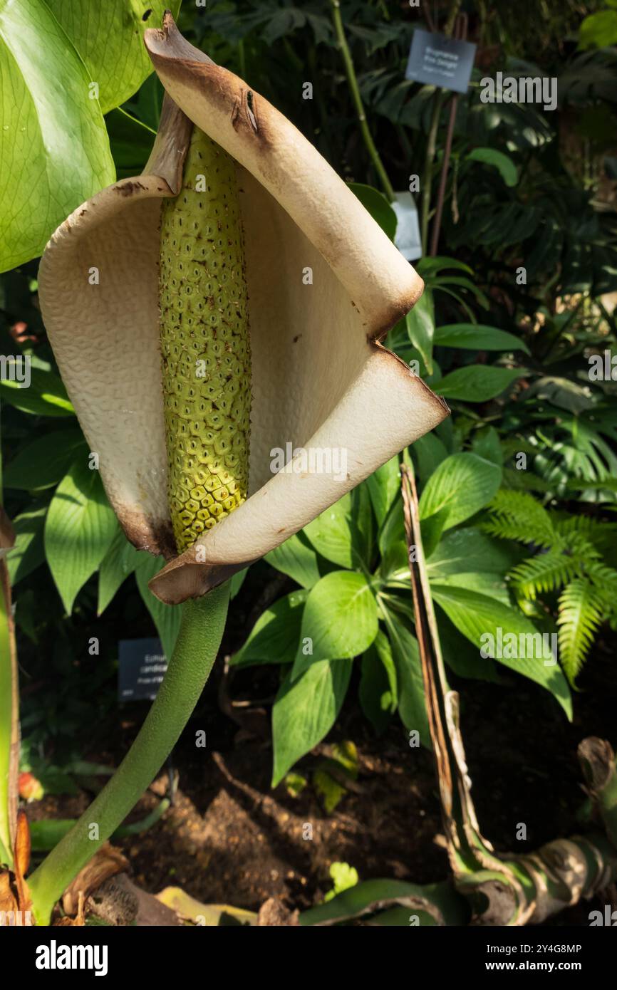Fiore di pianta di formaggio grande. Monstera Deliciosa. Foto Stock