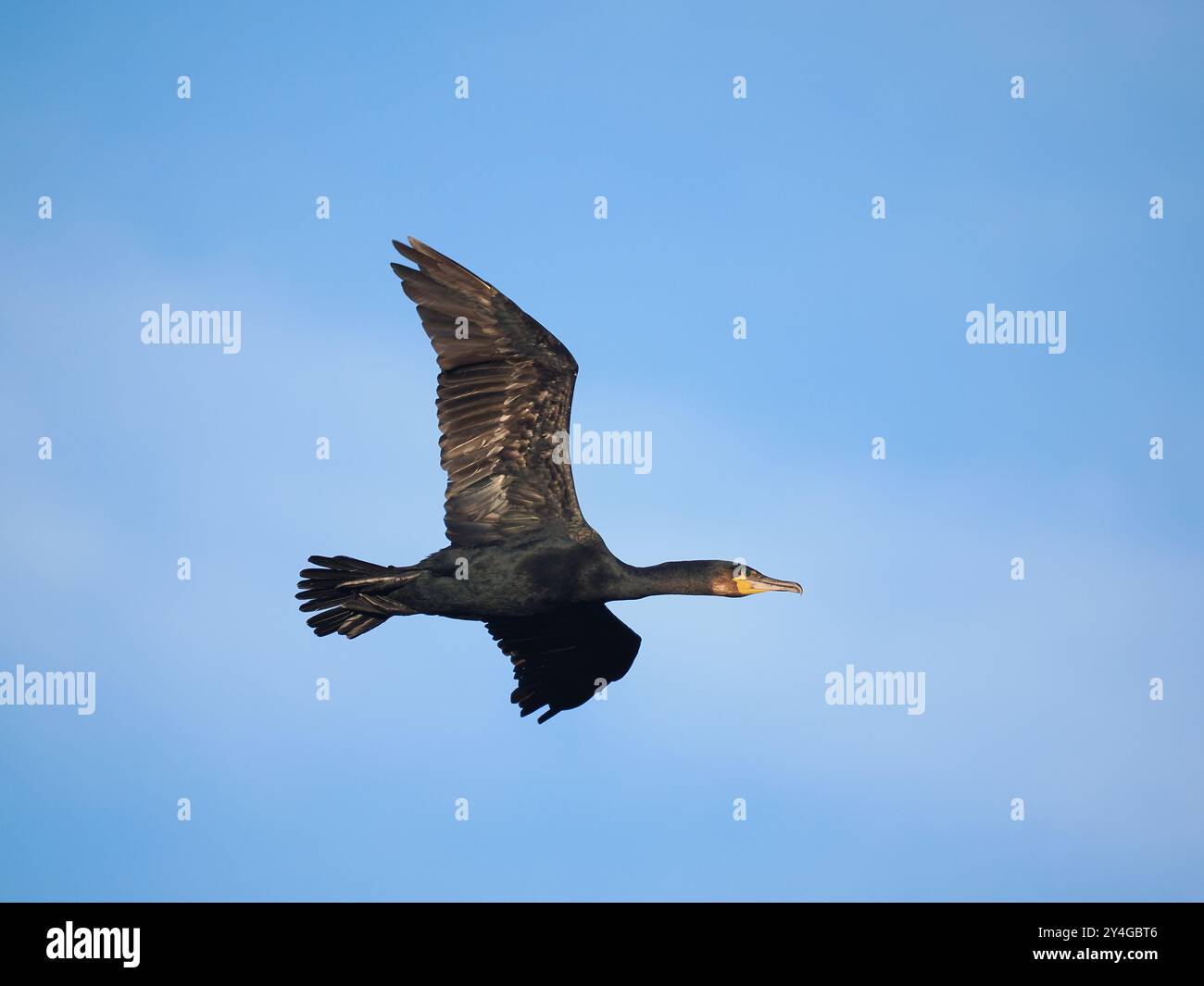 Cormorano che vola da un fantasma comune. Foto Stock