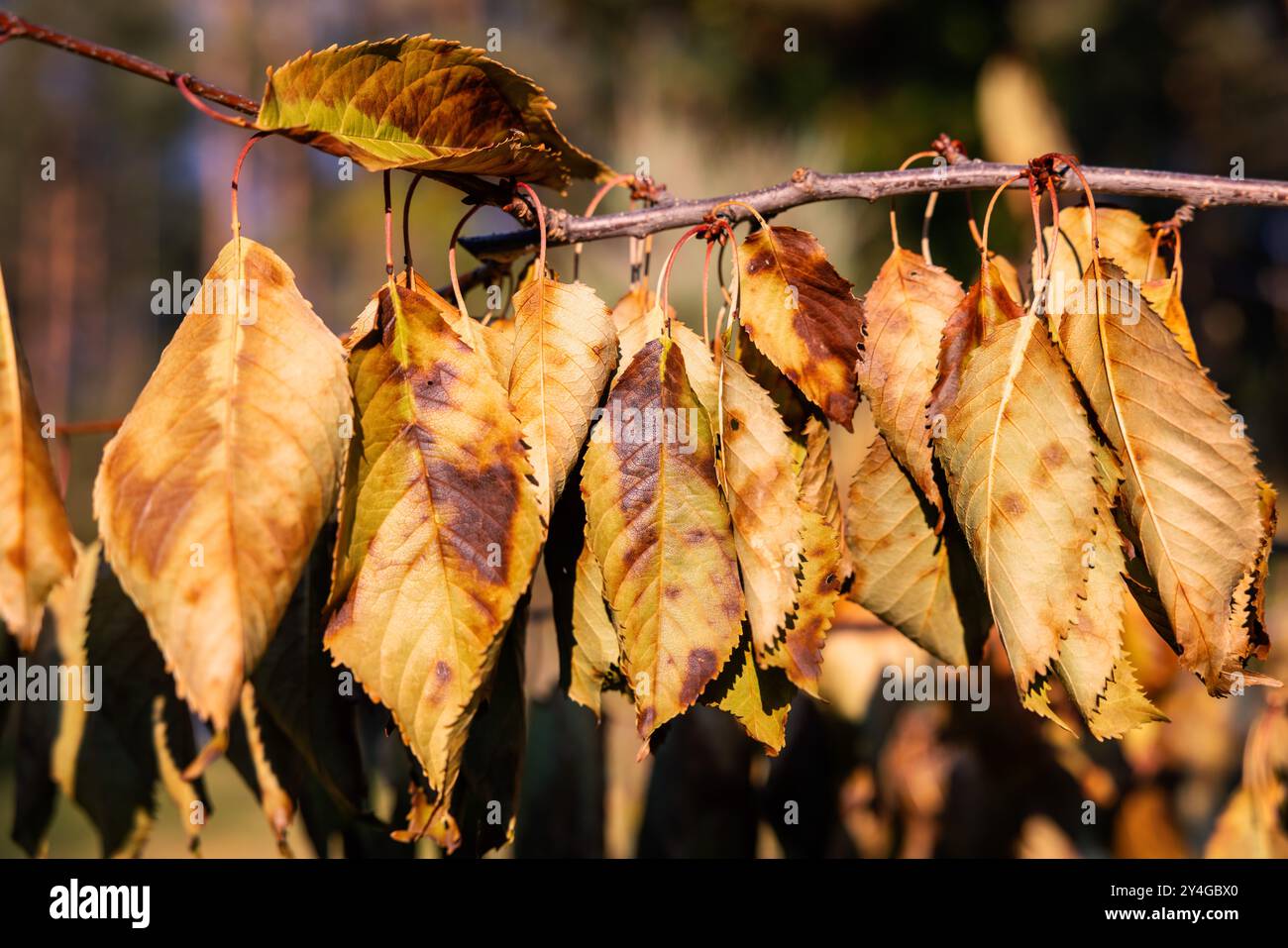 malattia dei ciliegi Foto Stock