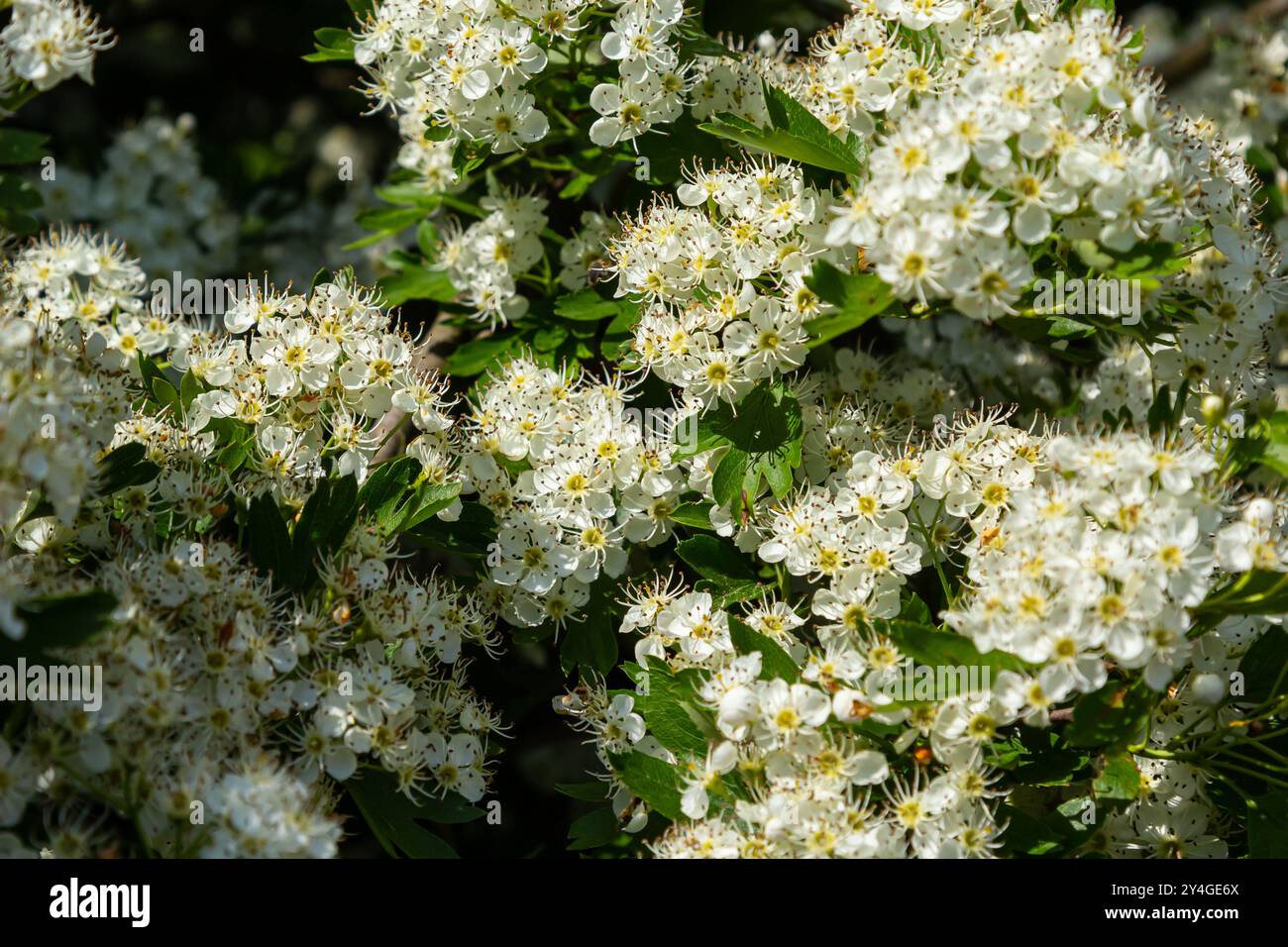 Primo piano di un ramo di biancospino del midland o crataegus laevigata con sfondo sfocato fotografato nel giardino di erbe e piante medicinali. Foto Stock