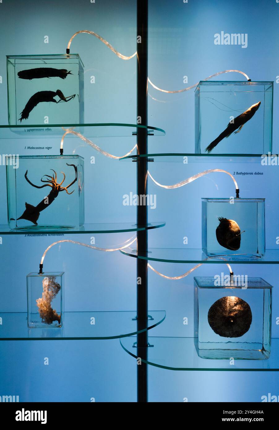 Mostra di animali del mare profondo Museo Nazionale di storia naturale Washington DC // WASHINGTON D.C. - gli animali del mare profondo sono esposti al Museo Nazionale di storia naturale dello Smithsonian Institution. Il museo ospita una delle più grandi collezioni di storia naturale del mondo, con esemplari che rappresentano la vita marina dalle profondità oceaniche di tutto il mondo. Il Museo Nazionale di storia naturale, parte dello Smithsonian Institution, funge da importante centro di ricerca e di formazione per lo studio delle scienze naturali. Le collezioni di biologia marina del museo supportano la ricerca scientifica in corso sul de Foto Stock