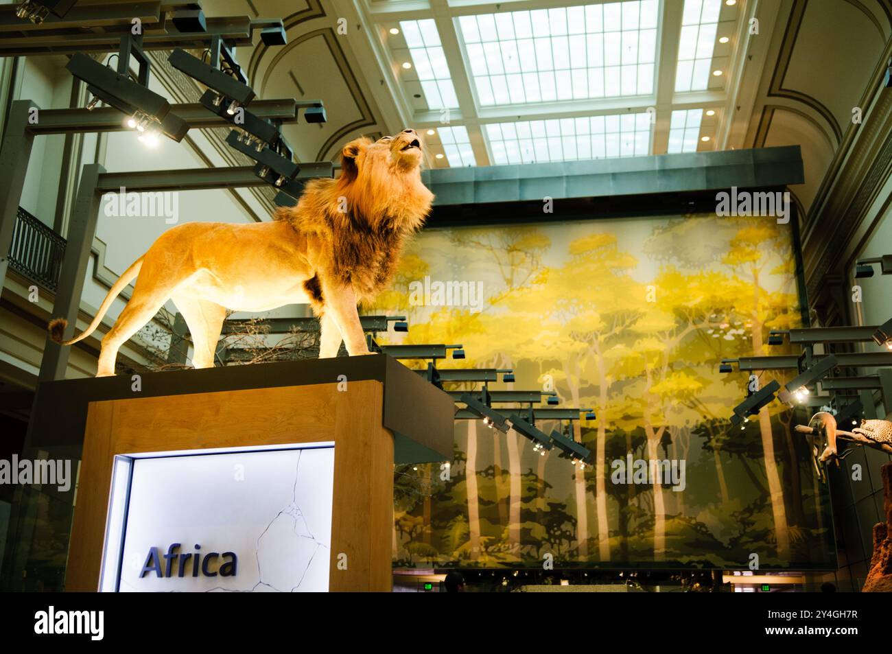 National Museum of Natural History Mammal Exhibit Washington DC // WASHINGTON DC - la Kenneth E. Behring Family Hall of Mammals presso il National Museum of Natural History dello Smithsonian espone una vasta collezione di esemplari di mammiferi conservati. La mostra presenta diorami accuratamente realizzati e mostre che dimostrano la diversità della vita dei mammiferi. Queste presentazioni scientificamente accurate servono sia a scopi educativi che di ricerca. Foto Stock