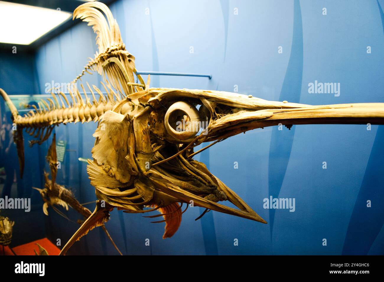 Museo nazionale di storia naturale dello scheletro di pesce spada Washington DC // WASHINGTON DC - Uno scheletro di pesce spada e altri esemplari di pesci perciformi sono esposti allo Smithsonian's National Museum of Natural History. La mostra mostra mostra le caratteristiche anatomiche dei pesci rastrellati all'interno dell'ordine dei Perciformi. Questi esemplari servono sia per la ricerca scientifica che per l'istruzione pubblica. Foto Stock