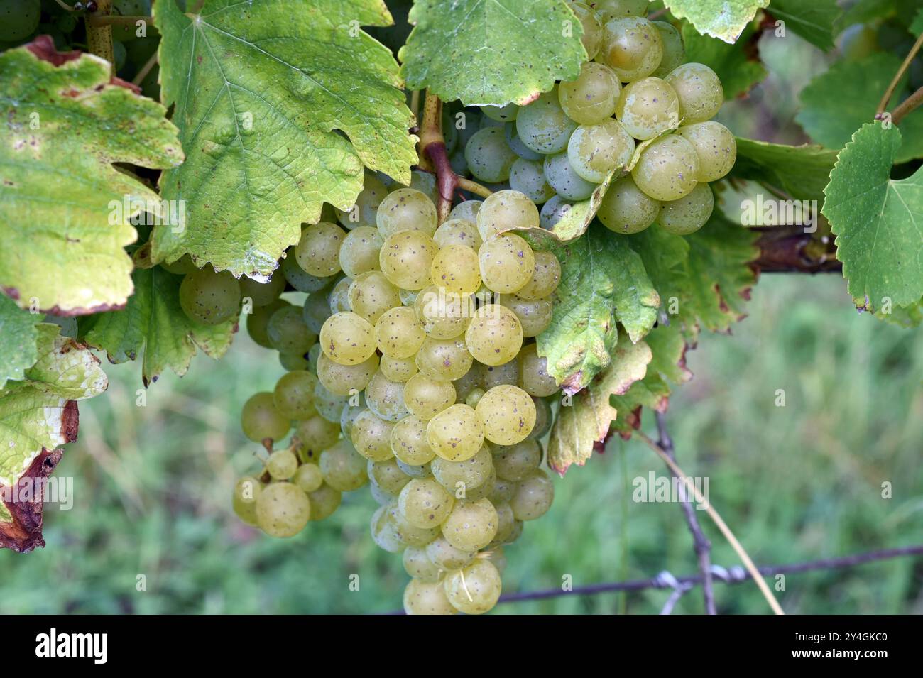 Il Mueller-Thurgau, vino bianco, Vitis, vinifera, è un vino coltivato principalmente in Germania Foto Stock