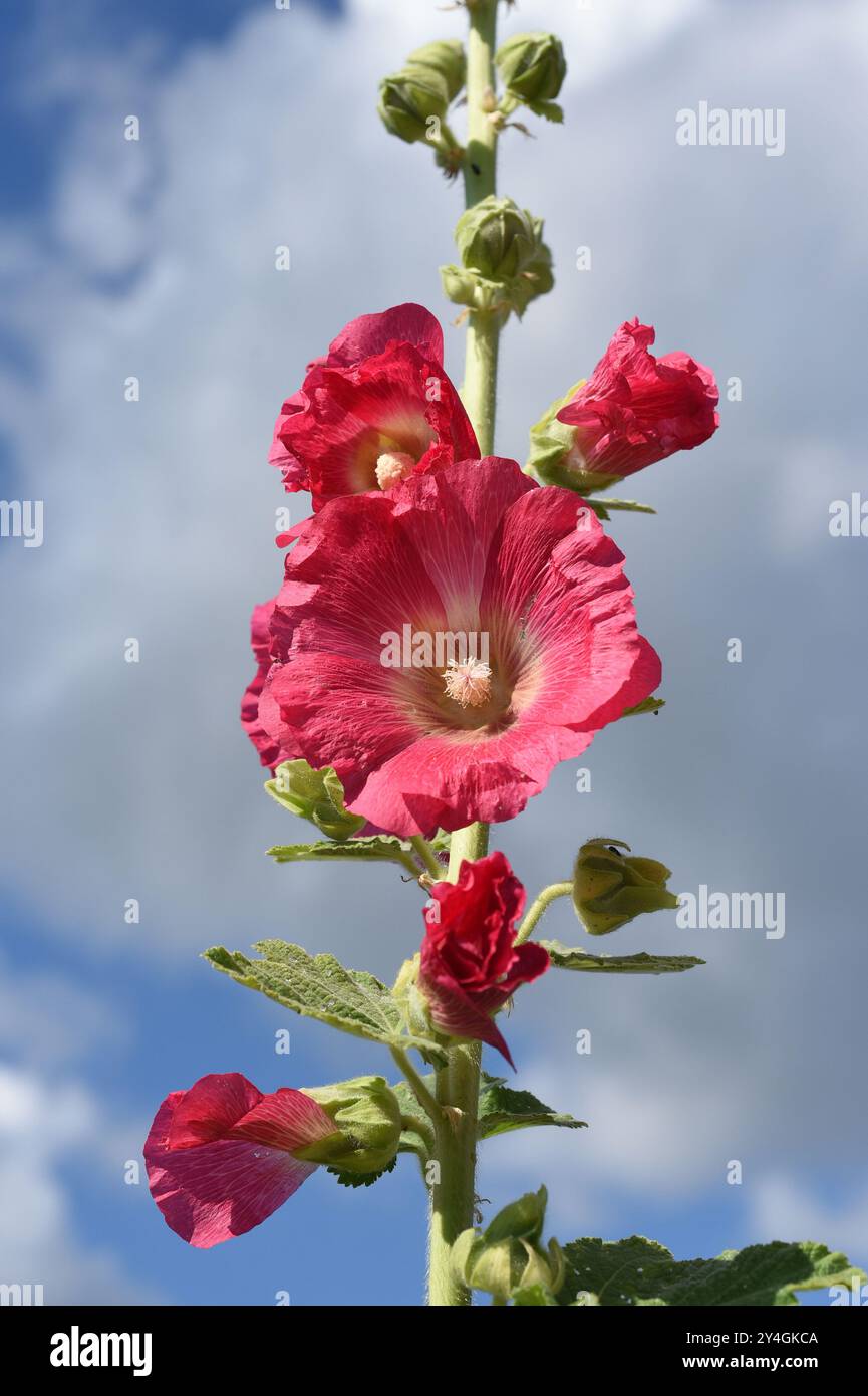 Hollyhock, Alcea rosea, noto anche come hollyhock o hollyhock, è un bellissimo fiore da giardino e pianta medicinale. Foto Stock