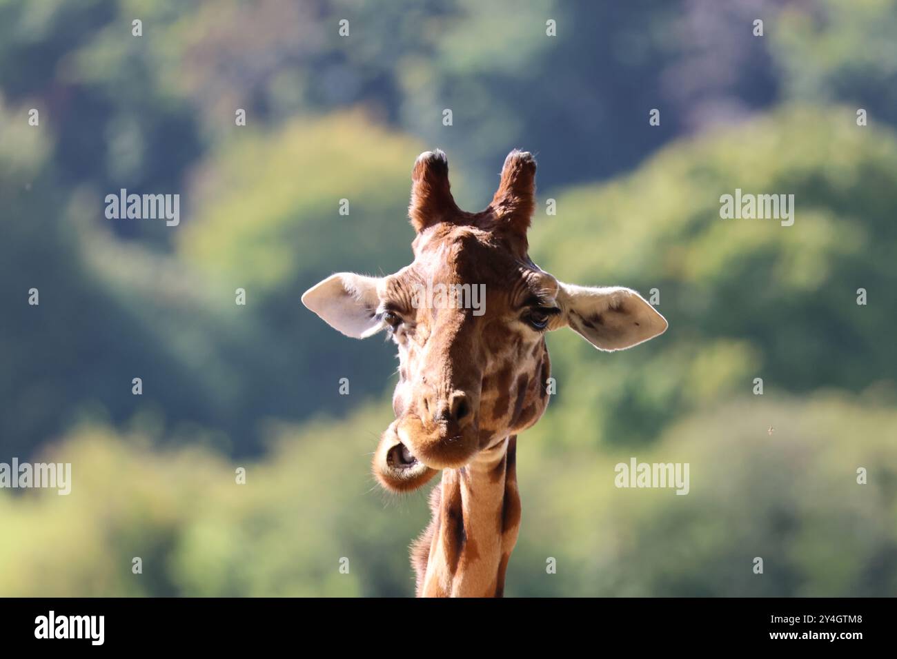 Un primo piano della testa e della faccia di una giraffa rothschild Giraffa camelopardalis camelopardalis sullo sfondo di alberi verdi Foto Stock