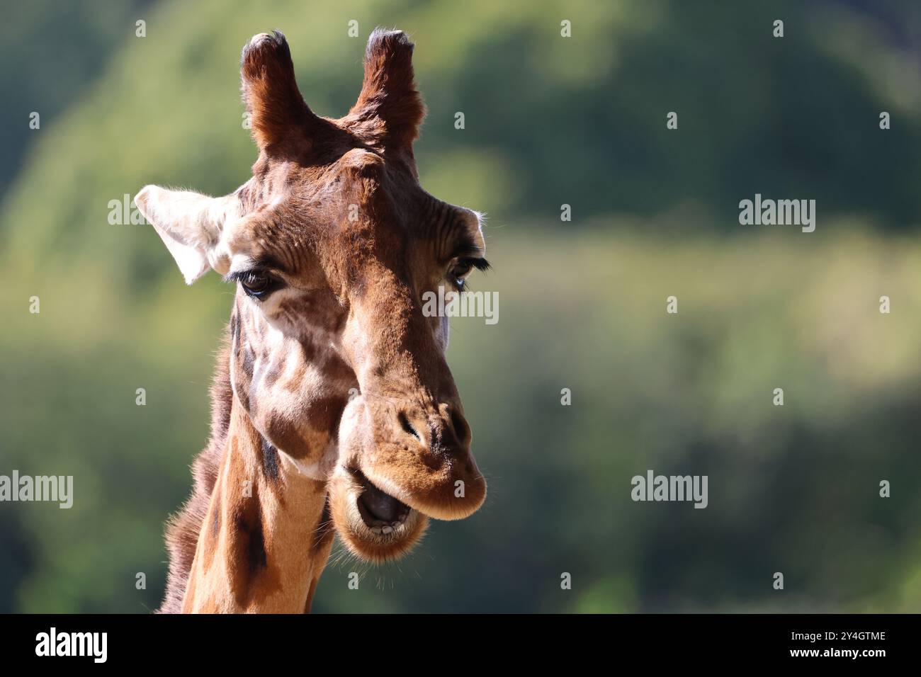 Un primo piano della testa e della faccia di una giraffa rothschild Giraffa camelopardalis camelopardalis sullo sfondo di alberi verdi. Espressione ridendo Foto Stock