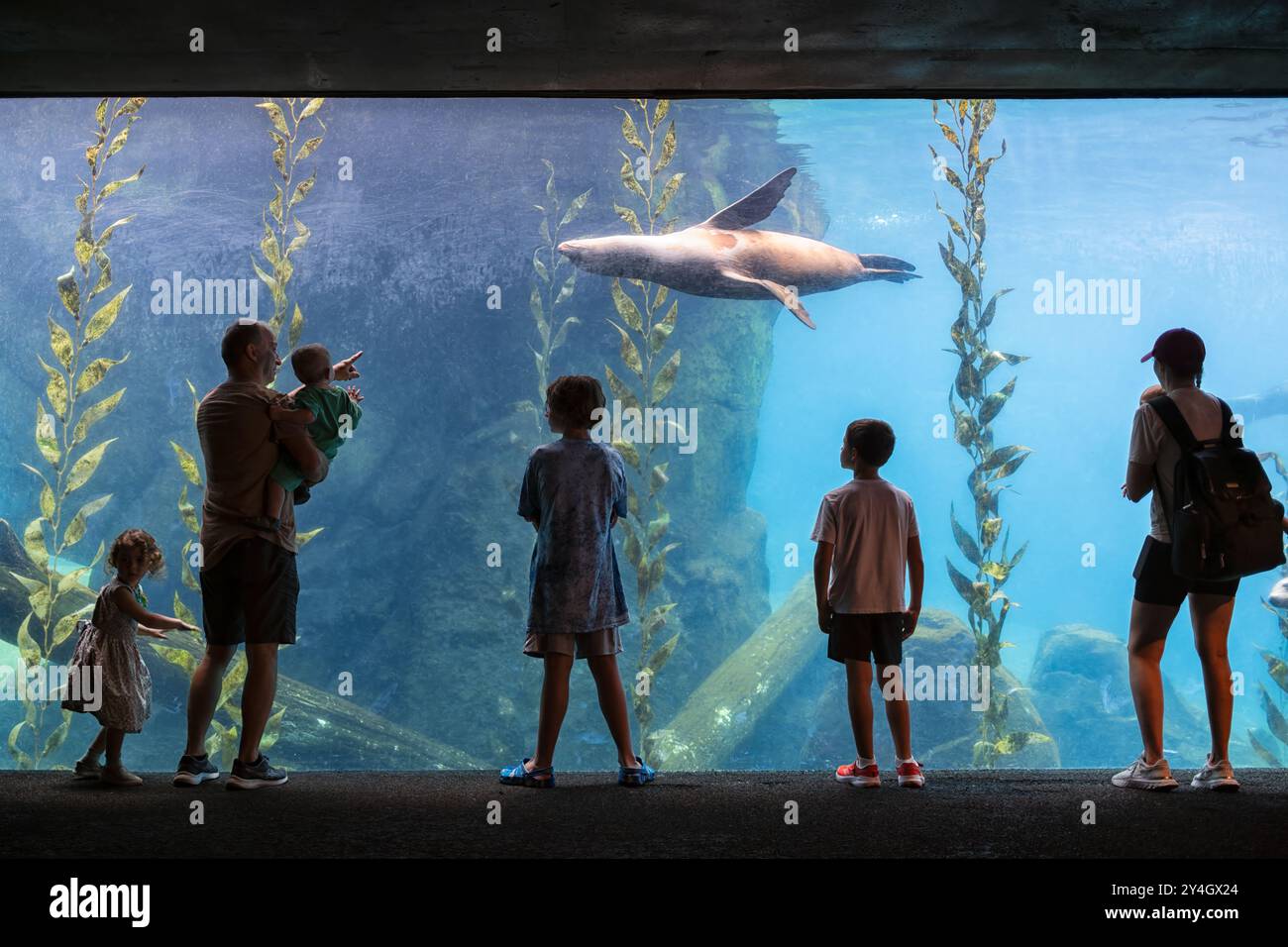 Smithsonian National Zoo Sea Lions osservazione subacquea di Washington DC // WASHINGTON DC - i visitatori dello Smithsonian National Zoo osservano i leoni marini nuotare davanti a una grande finestra di vetro subacquea, fornendo una vista ravvicinata di questi agili mammiferi marini nel loro habitat acquatico. La mostra offre una prospettiva unica sul comportamento dei leoni marini e sull'adattamento alla vita acquatica. Foto Stock