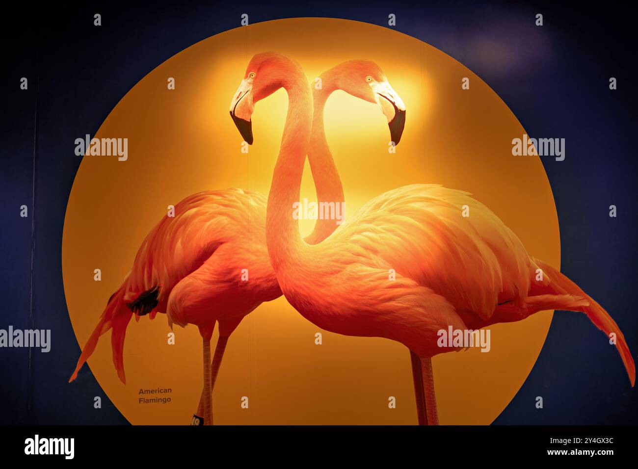 National Zoo Migratory Birds Exhibit Washington DC // WASHINGTON, Stati Uniti — The Migratory Birds of the Americas Exhibition at the Bird House in the Smithsonian's National Zoo presenta varie specie di uccelli migratori. Questa mostra rinnovata mette in evidenza i viaggi e gli habitat degli uccelli che viaggiano tra il Nord e il Sud America, offrendo ai visitatori un'esperienza educativa immersiva sulla conservazione degli uccelli e sui modelli migratori. Foto Stock