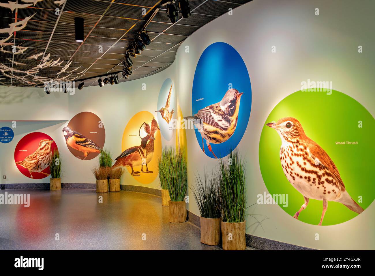 Mostra sugli uccelli migratori National Zoo di Washington // WASHINGTON, Stati Uniti — gli uccelli migratori delle Americhe espone alla Bird House nello Smithsonian's National Zoo, che espone varie specie di uccelli migratori. Questa mostra rinnovata mette in evidenza i viaggi e gli habitat degli uccelli che viaggiano tra il Nord e il Sud America, offrendo ai visitatori un'esperienza educativa immersiva sulla conservazione degli uccelli e sui modelli migratori. Foto Stock