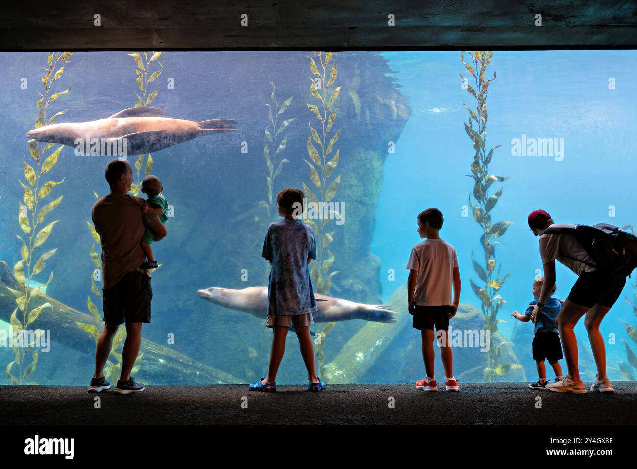 Smithsonian National Zoo Sea Lions osservazione subacquea di Washington DC // WASHINGTON DC - i visitatori dello Smithsonian National Zoo osservano i leoni marini nuotare davanti a una grande finestra di vetro subacquea, fornendo una vista ravvicinata di questi agili mammiferi marini nel loro habitat acquatico. La mostra offre una prospettiva unica sul comportamento dei leoni marini e sull'adattamento alla vita acquatica. Foto Stock