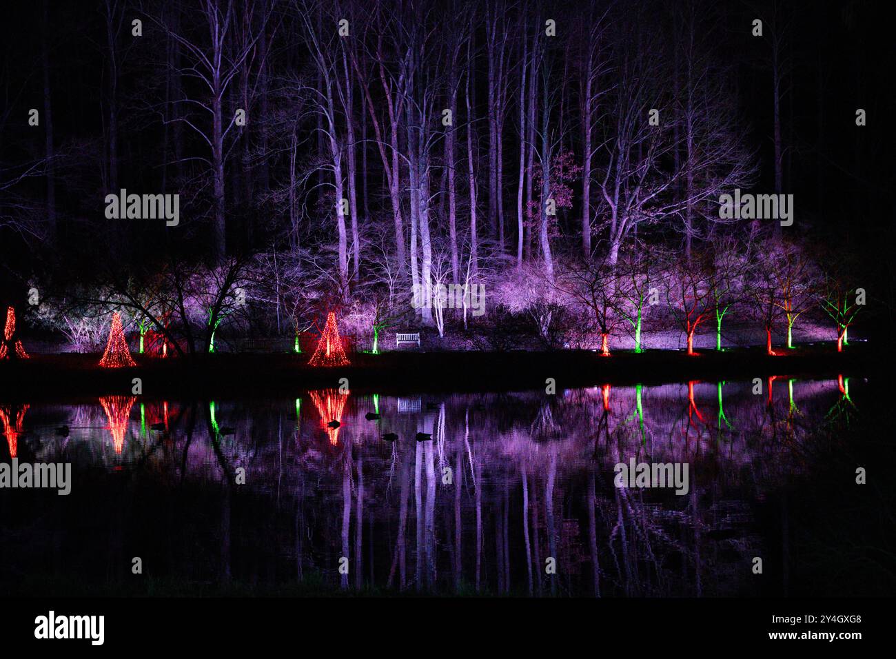 Winter Walk of Lights Giardini Botanici di Meadowlark Vienna Virginia // VIENNA, Virginia - la Winter Walk of Lights presso i Giardini Botanici di Meadowlark trasforma i sentieri del giardino in un meraviglioso paese illuminato di mostre di vacanze. Questa mostra stagionale presenta installazioni creative di luce che mettono in risalto le caratteristiche naturali del giardino, creando al contempo scene di festa. Foto Stock