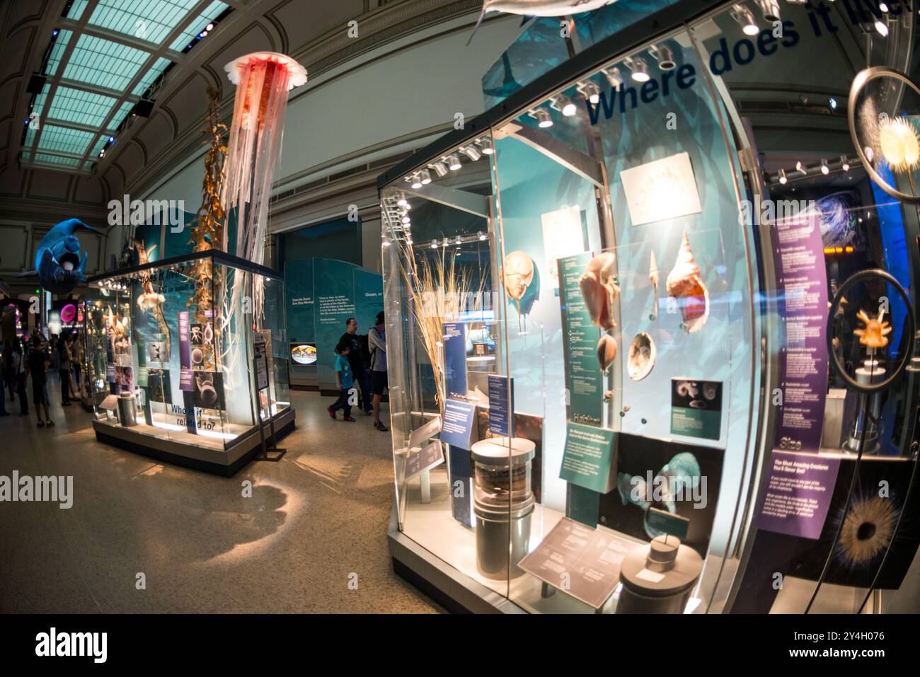 Sant Ocean Hall Smithsonian Museum Washington DC // WASHINGTON DC - la Sant Ocean Hall presso lo Smithsonian National Museum of Natural History sul National Mall. Questa grande mostra di 000 metri quadrati mette in mostra le vaste collezioni marine del museo, con una replica lunga 45 metri di una balena destra dell'Atlantico settentrionale, un modello di calamaro gigante e mostre interattive che esplorano gli ecosistemi oceanici dalla superficie al mare profondo. Foto Stock