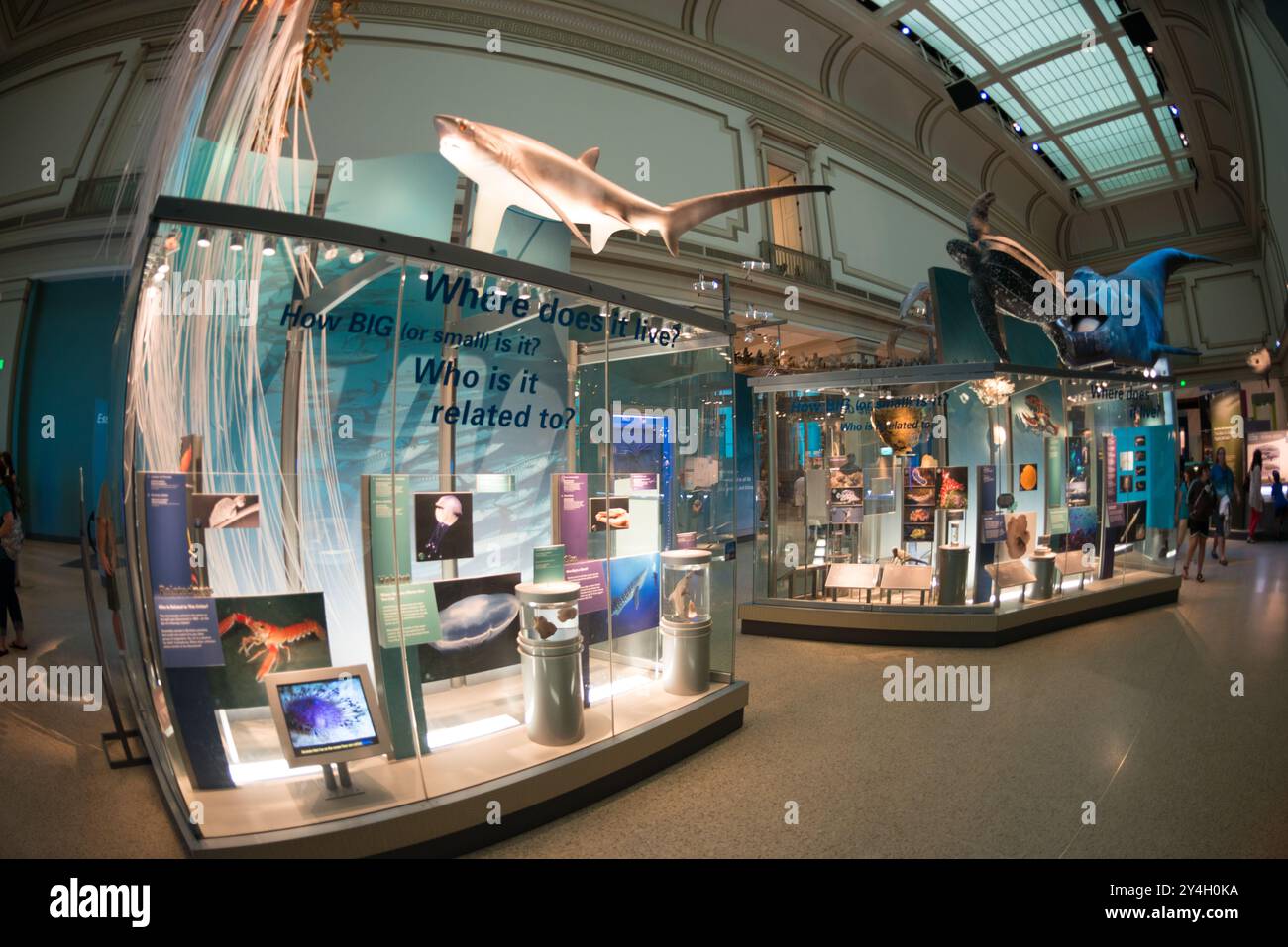 Smithsonian National Museum of Natural History Sant Ocean Hall Washington DC // WASHINGTON DC - la Sant Ocean Hall presso lo Smithsonian National Museum of Natural History sul National Mall. Questa grande mostra di 000 metri quadrati mette in mostra le vaste collezioni marine del museo, con una replica lunga 45 metri di una balena destra dell'Atlantico settentrionale, un modello di calamaro gigante e mostre interattive che esplorano gli ecosistemi oceanici dalla superficie al mare profondo. Foto Stock