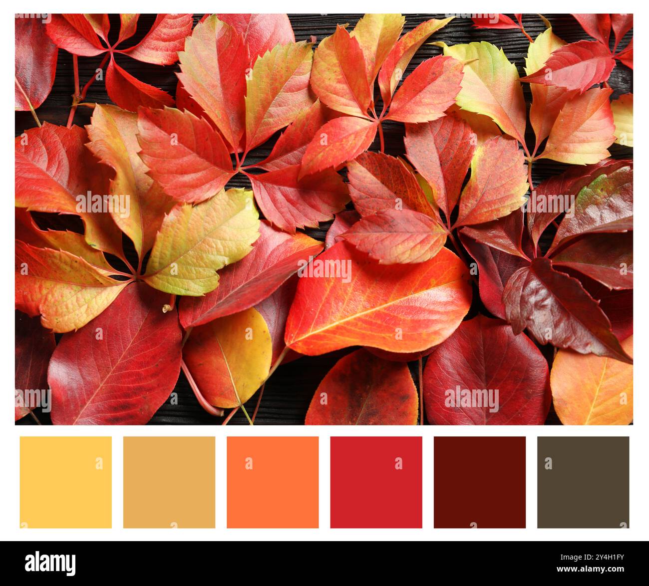 Sfumature di caduta. Immagine delle foglie autunnali e della tavolozza dei colori corrispondente Foto Stock