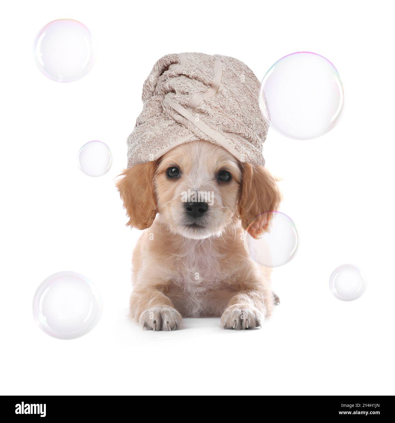 Simpatico cucciolo con un asciugamano sulla testa sotto bolle di sapone galleggianti su sfondo bianco Foto Stock