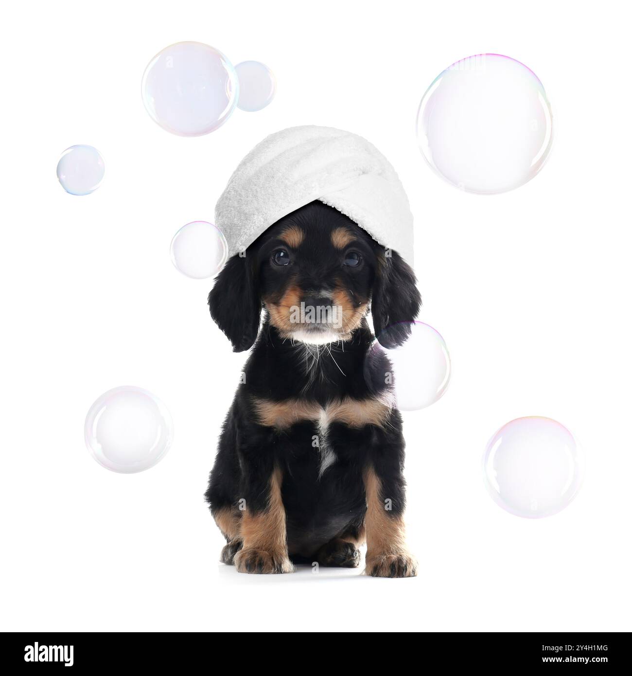 Bolle di sapone che fluttuano intorno al cucciolo carino con un asciugamano sulla testa su sfondo bianco Foto Stock