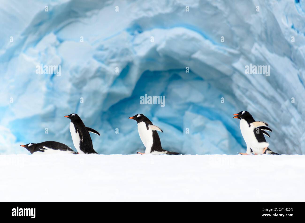 I pinguini di Gentoo sulla piattaforma di ghiaccio dell'isola di Cuverville in Antartide // ISOLA CUVERVILLE, Antartide - Un gruppo di pinguini di Gentoo (Pygoscelis papua) si riuniscono su una stretta piattaforma di ghiaccio lungo la costa dell'isola di Cuverville, al largo della costa occidentale della penisola Antartica. Questa scena illustra l'adattamento dei pinguini all'ambiente costiero ghiacciato e il loro uso di formazioni di ghiaccio come aree di riposo e transito. Foto Stock