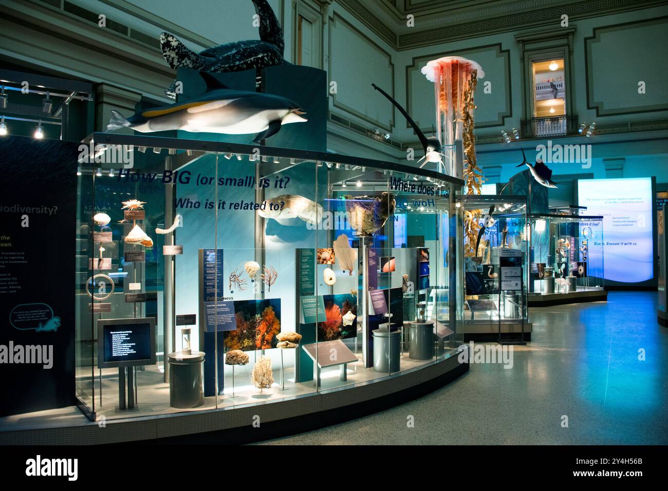 WASHINGTON DC, Stati Uniti - la Sant Ocean Hall dello Smithsonian National Museum of Natural History espone mostre sulla vita marina e sugli ecosistemi oceanici. Situata a Washington DC, questa galleria è dedicata a educare i visitatori sulla diversità e l'importanza degli ambienti oceanici attraverso esposizioni interattive e modelli su larga scala di specie marine. Foto Stock