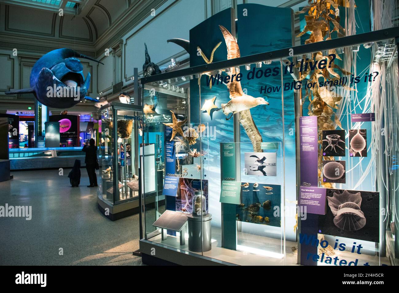 Sant Ocean Hall Marine Life espone Washington DC // WASHINGTON DC - la Sant Ocean Hall nello Smithsonian National Museum of Natural History espone mostre sulla vita marina e sugli ecosistemi oceanici. La sala di 000 metri quadrati, inaugurata nel 2008, è la più grande mostra permanente del museo. I visitatori possono esplorare mostre interattive, campioni scientifici e modelli, tra cui una replica di 45 metri di una balena destra del Nord Atlantico. La sala rappresenta una collaborazione tra lo Smithsonian e la National Oceanic and Atmospheric Administration per educare il pubblico sulla conservazione dell'oceano Foto Stock
