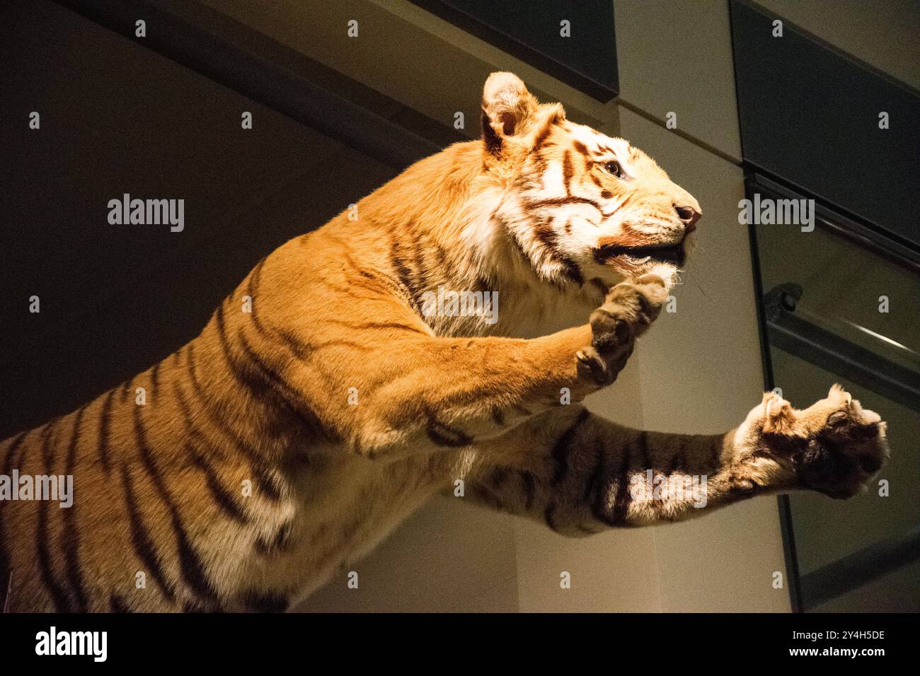 Taxidermied Tiger National Museum of Natural History Washington DC // WASHINGTON DC — Una tigre tassellata è esposta in posa naturalistica presso la Kenneth E. Behring Family Hall of Mammals nello Smithsonian National Museum of Natural History. La sala, aperta nel 2003 dopo un importante restauro finanziato dall'uomo d'affari Kenneth E. Behring, presenta più di 274 esemplari di mammiferi in diorami scientificamente accurati. Questa mostra completa dimostra la diversità e gli adattamenti evolutivi dei mammiferi provenienti da tutto il mondo. Il Museo Nazionale di storia naturale, istituito nel 1910 Foto Stock