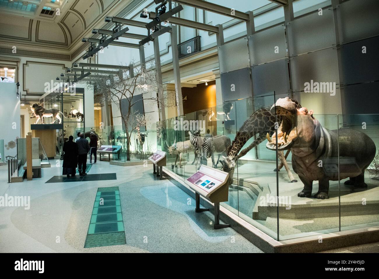 National Museum of Natural History Hall of Mammals Washington DC // WASHINGTON DC - la Kenneth E. Behring Family Hall of Mammals presso il National Museum of Natural History dello Smithsonian espone una vasta collezione di esemplari di mammiferi conservati provenienti da tutto il mondo. Aperta nel 2003 dopo un importante restauro finanziato dall'uomo d'affari e filantropo Kenneth E. Behring, la mostra di 25 000 metri quadrati presenta più di 274 esemplari in diorami scientificamente accurati che rappresentano vari ecosistemi. La sala è organizzata per continente e habitat, consentendo ai visitatori di osservare gli adattamenti Foto Stock